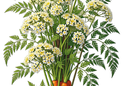 Carrot Blossom – Traditional